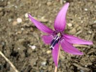 Цветок кандык или эритрониум посадка и уход в открытом грунте выращивание из семян фото видов Цветы кандык сибирский
