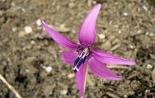 زراعة ورعاية زهرة كانديك أو الإريثرونيوم في أرض مفتوحة تنمو من بذور أنواع الصور زهور كانديك السيبيرية