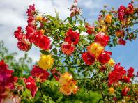 Hogyan termeszthetünk Polka rózsát az országban?