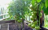 Zašto je nemoguće saditi paradajz i krastavce zajedno u istom stakleniku Uzgajanje paradajza i krastavca u istom stakleniku