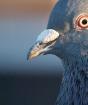 Prečo holubice snívajú: významy v knihách snov