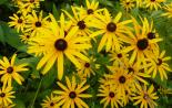 Évelő rudbeckia: ültetés és gondozás, termesztés