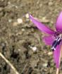 Fleur de kandyk ou d'érythronium plantation et entretien en pleine terre à partir de graines photo espèces fleurs kandyk sibérien