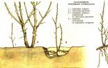 Aké rastliny sa rozmnožujú úponkami?
