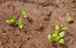 كيفية تحسين خصوبة التربة في الدولة