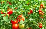 Як і чим прискорити дозрівання помідорів