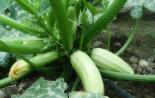Zucchini - penanaman, perawatan, dan budidaya Menanam zucchini dari biji di tanah terbuka