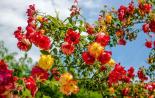 Bagaimana cara menanam mawar Polka di negara ini?