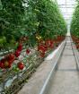 Fitur penanaman campuran di rumah kaca dan aturan rotasi tanaman untuk meningkatkan hasil