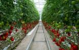 Vlastnosti zmiešaných výsadieb v skleníku a pravidlá striedania plodín na zvýšenie výnosu