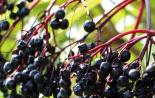 Propagation du sureau rouge par bouturage