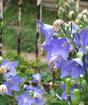 Bluebells: menanam dan merawat di lapangan terbuka Bluebell kerdil