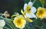 Настурція - «Фарбовий Капуцин»: посадка та догляд у відкритому ґрунті Квіти капуцини