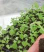 Kubis dalam masa pembibitan Apakah mungkin untuk menanam kembali bibit kubis kecil