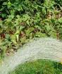 Kako uzgajati dobru šargarepu: pravila uzgoja