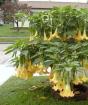 Mempersiapkan brugmansia jalanan untuk musim dingin Gudang Brugmansia meninggalkan apa yang harus dilakukan