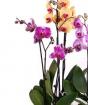 Phalaenopsis orkide: evde bakım, transplantasyon ve üreme