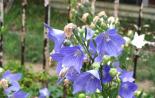 Bluebells: menanam dan merawat di lapangan terbuka Bluebell kerdil