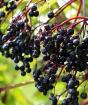 Шороог ашиглан Elderberry улаан тархалт