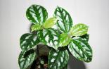 Pilea (Pilea) – perawatan, foto, jenis Pilea berlumut