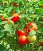 Kako i kako ubrzati sazrijevanje rajčice
