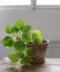 Pilea ใบเล็ก: คำอธิบายและการเพาะปลูกพืช Pilea สายพันธุ์