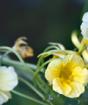 Настурція — «Фарбовий Капуцин»: посадка та догляд у відкритому ґрунті Квіти капуцини