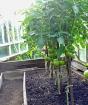 Miért lehetetlen paradicsomot és uborkát együtt ültetni egy üvegházban? Paradicsom és uborka termesztése ugyanabban az üvegházban