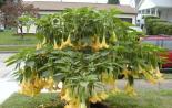 Utcai brugmansia előkészítése télre Brugmansia istállók levelei, mit tegyünk