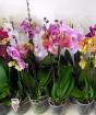 A phalaenopsis orchidea otthoni gondozásának szabályai virágzás után