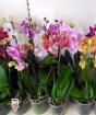 Цэцэглэсний дараа гэртээ phalaenopsis цахирмаа арчлах дүрэм