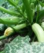 Кабачок – посадка, догляд та вирощування Вирощування кабачків із насіння у відкритому ґрунті